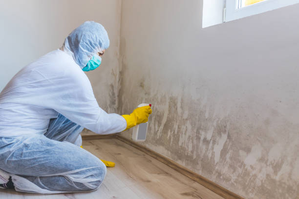 Licensed Black Mold Removal service in Ingleside, TX - WQB Mold Removal
