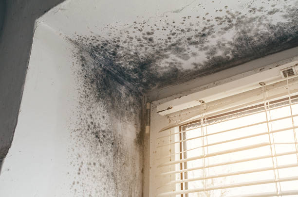 Affordable Black Mold Removal solutions in Ingleside, TX